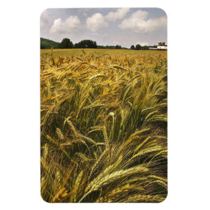 Field of Grain Magnet