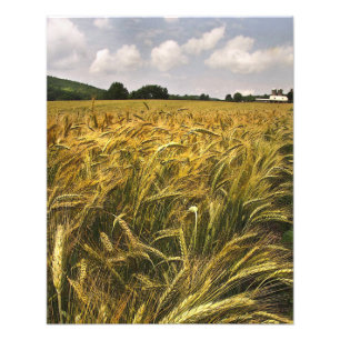 Field of Grain Photo Print
