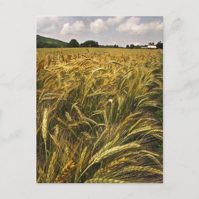Field of Grain Postcard (Front)