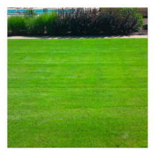 Field of Grass Perfect Poster