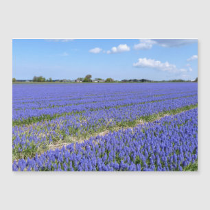 Field of Hyacinths
