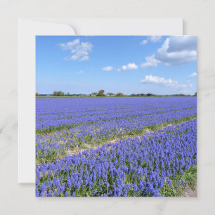 Field of Hyacinths