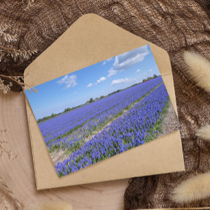 Field of Hyacinths Postcard