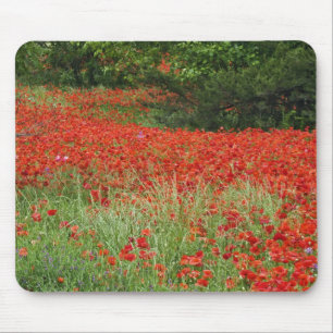 Field of hybrid poppy flowers planted along mouse pad
