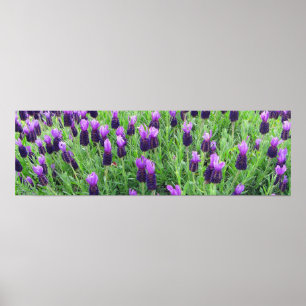 Field of Lavender 26"w x 8"h Poster