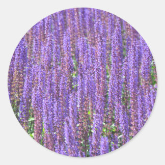 Field of lavender classic round sticker