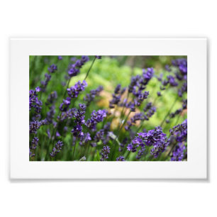 Field of Lavender Photo Print