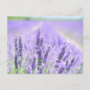 Field of Lavender Postcard