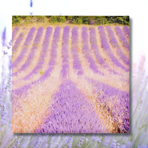 Field Of Lavender Provence France Magnet