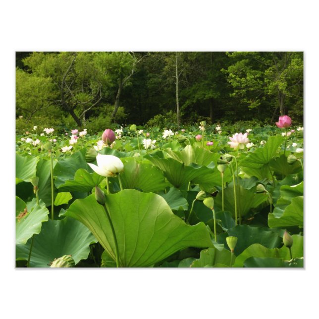 Field of Lotus Flowers Summer Garden Photo Print (Front)