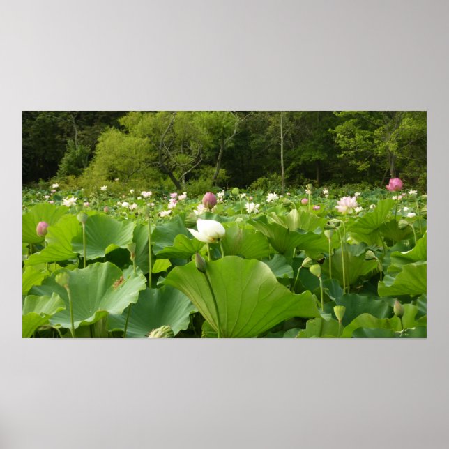 Field of Lotus Flowers Summer Garden Poster (Front)