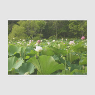 Field of Lotus Flowers Summer Garden Tissue Paper