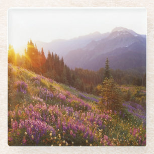 Field of lupine and Olympic Mountains at Glass Coaster
