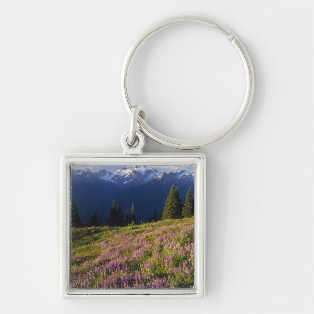 Field of lupine, Mt. Olympus, and clouds at Key Ring (Front)