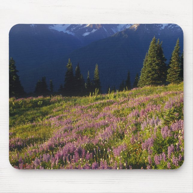 Field of lupine, Mt. Olympus, and clouds at Mouse Pad (Front)