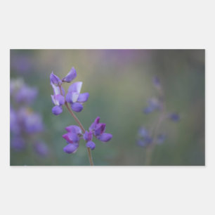 Field of Lupine Rectangular Sticker