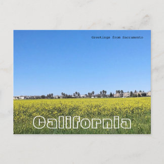 Field of mustard flowers postcard