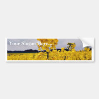 Field Of Oilseed Rape