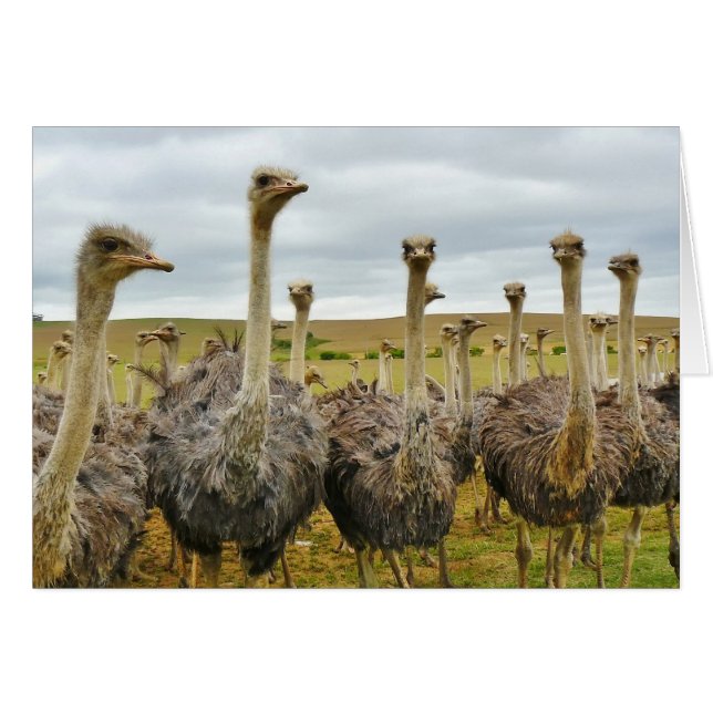 Field of Ostriches (Front Horizontal)