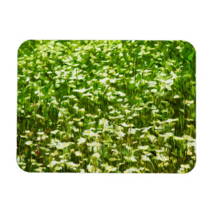 Field of Oxeye Daisies Abstract Impressionism Magnet