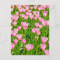 Field of pink tulip flowers