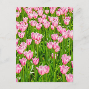 Field of pink tulip flowers postcard