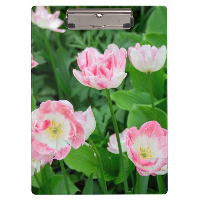 Field of pink tulips clipboard (Front)