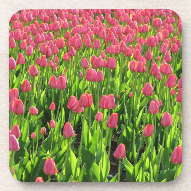 Field of Pink Tulips Coaster (Front)