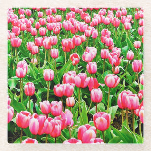 Field of Pink Tulips Glass Coaster