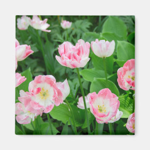 Field of pink tulips magnet