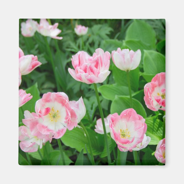 Field of pink tulips magnet (Front)