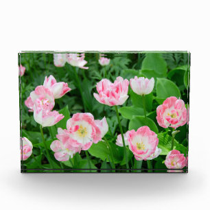Field of pink tulips photo block