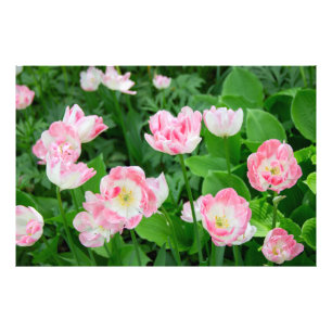Field of pink tulips photo print
