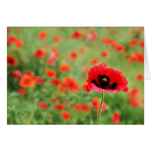 Field of Poppies