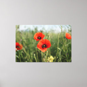field of poppies canvas print