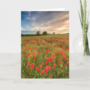 Field of Poppies Card