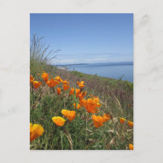 Field of Poppies Postcard
