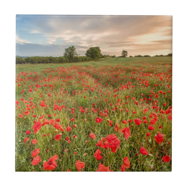 Field of Poppies Tile (Front)