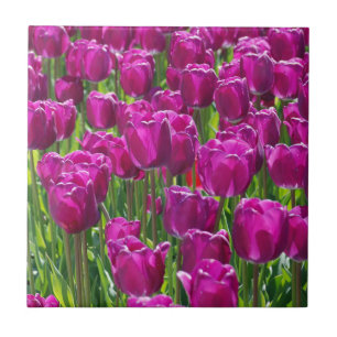 Field of Purple Tulips Tile