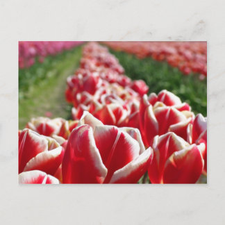 Field of Red and White Tulips Postcard