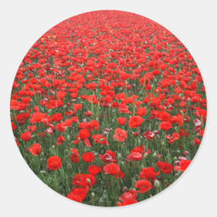 Field of Red Poppies Classic Round Sticker