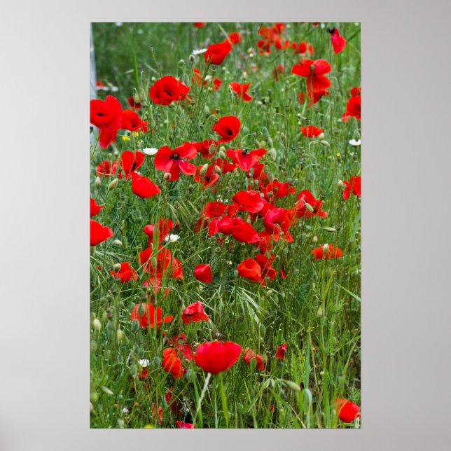 Field of red poppies poster (Front)