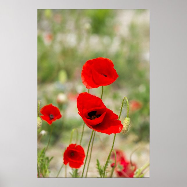 Field of red poppies poster (Front)