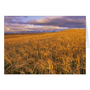Field of Ripening Barley along the Rocky