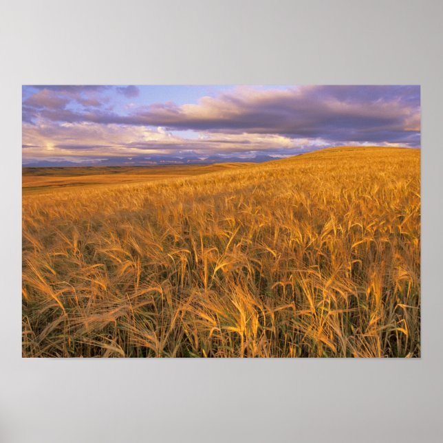 Field of Ripening Barley along the Rocky Poster (Front)