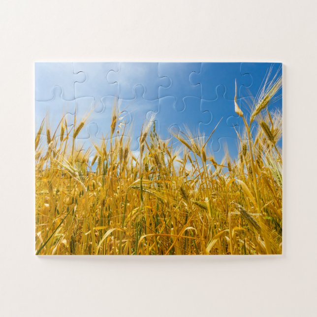 Field of rye in a summer time. Harvesting period Jigsaw Puzzle (Horizontal)