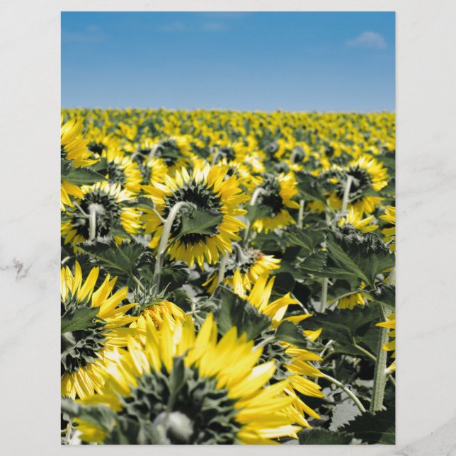Field of Sunflowers (Front)