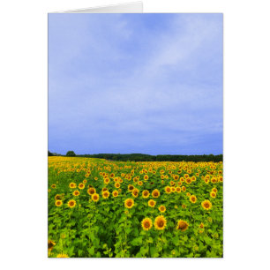 Field of Sunflowers