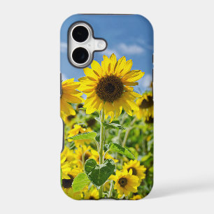 Field of Sunflowers