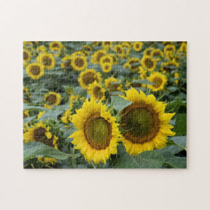 Field of Sunflowers - 11x14 inch Jigsaw Puzzle